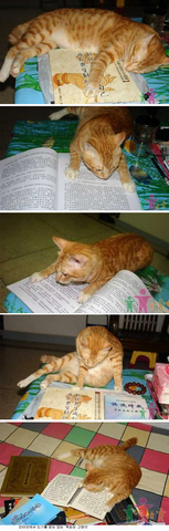 reading cat23.jpg